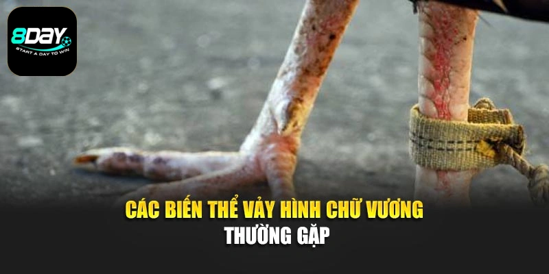 Các biến thể vảy hình chữ Vương thường gặp