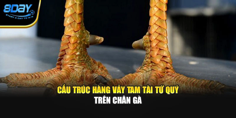 Cấu trúc hàng vảy tam tài tứ quý trên chân gà