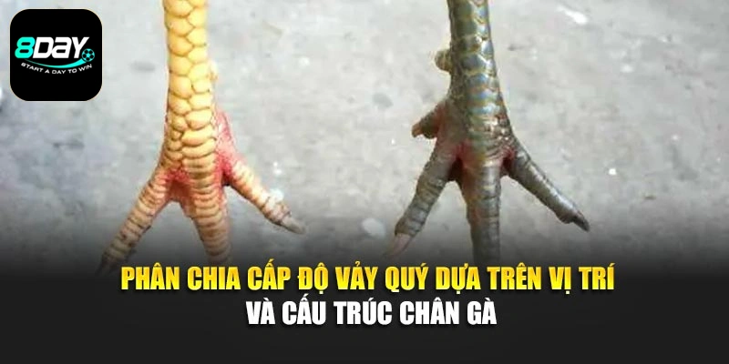 Phân chia cấp độ vảy quý dựa trên vị trí và cấu trúc chân gà