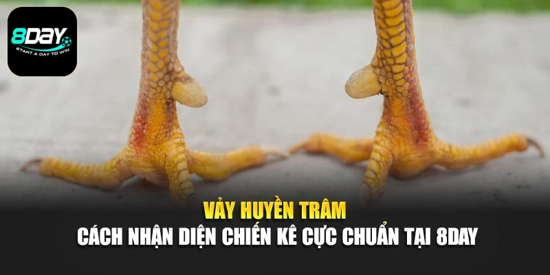 Vảy Huyền Trâm - Cách Nhận Diện Chiến Kê Cực Chuẩn Tại 8day